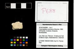 Foto (Objekt + Etikett) von Cracensigillatus acutirostrus (Moericke, 1889)  (NHMW-GEO-2014-0194-0688)